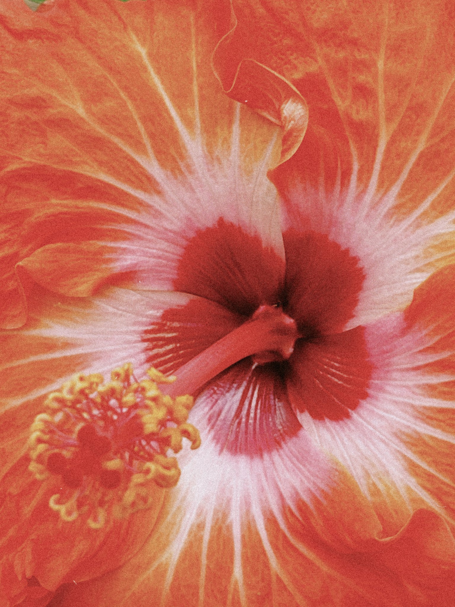 Hibiscus